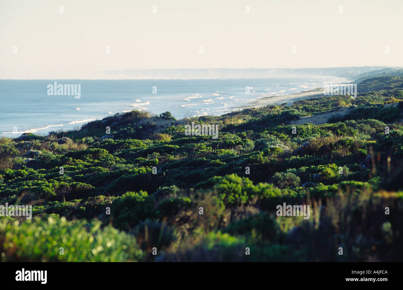 Dunes and sea South Australia south of Coorong NP Stock Photo