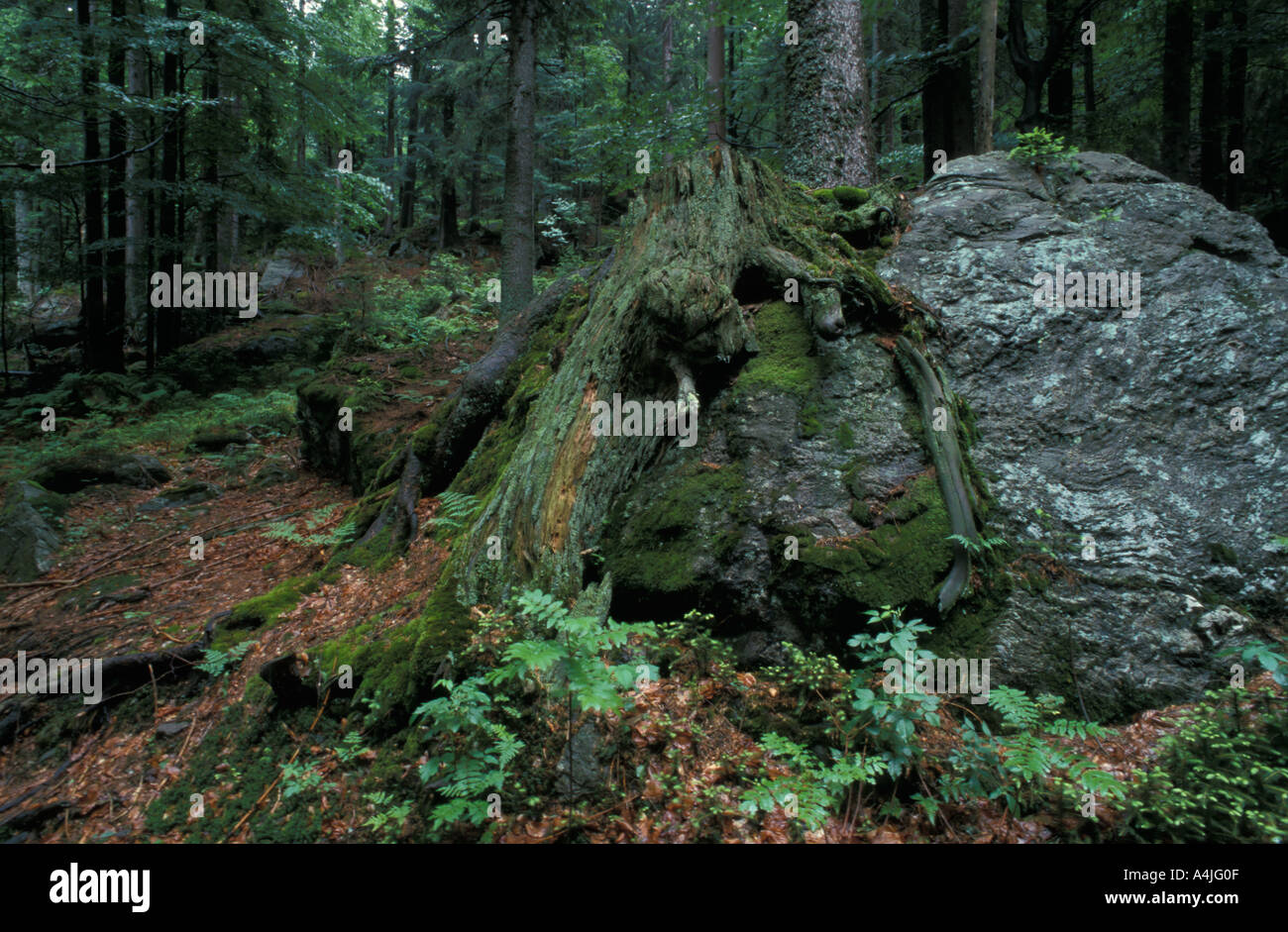 Alpine Forests Roots Conifers roots hi-res stock photography and images - Alamy