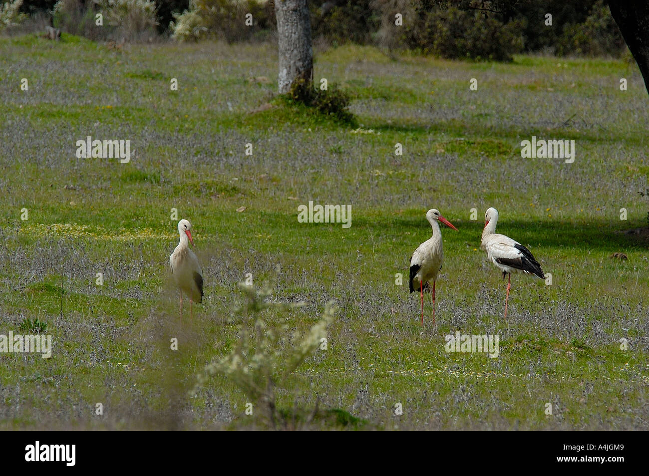 White Stork Ciconia ciconia Cáceres province Extremadura Spain Stock Photo