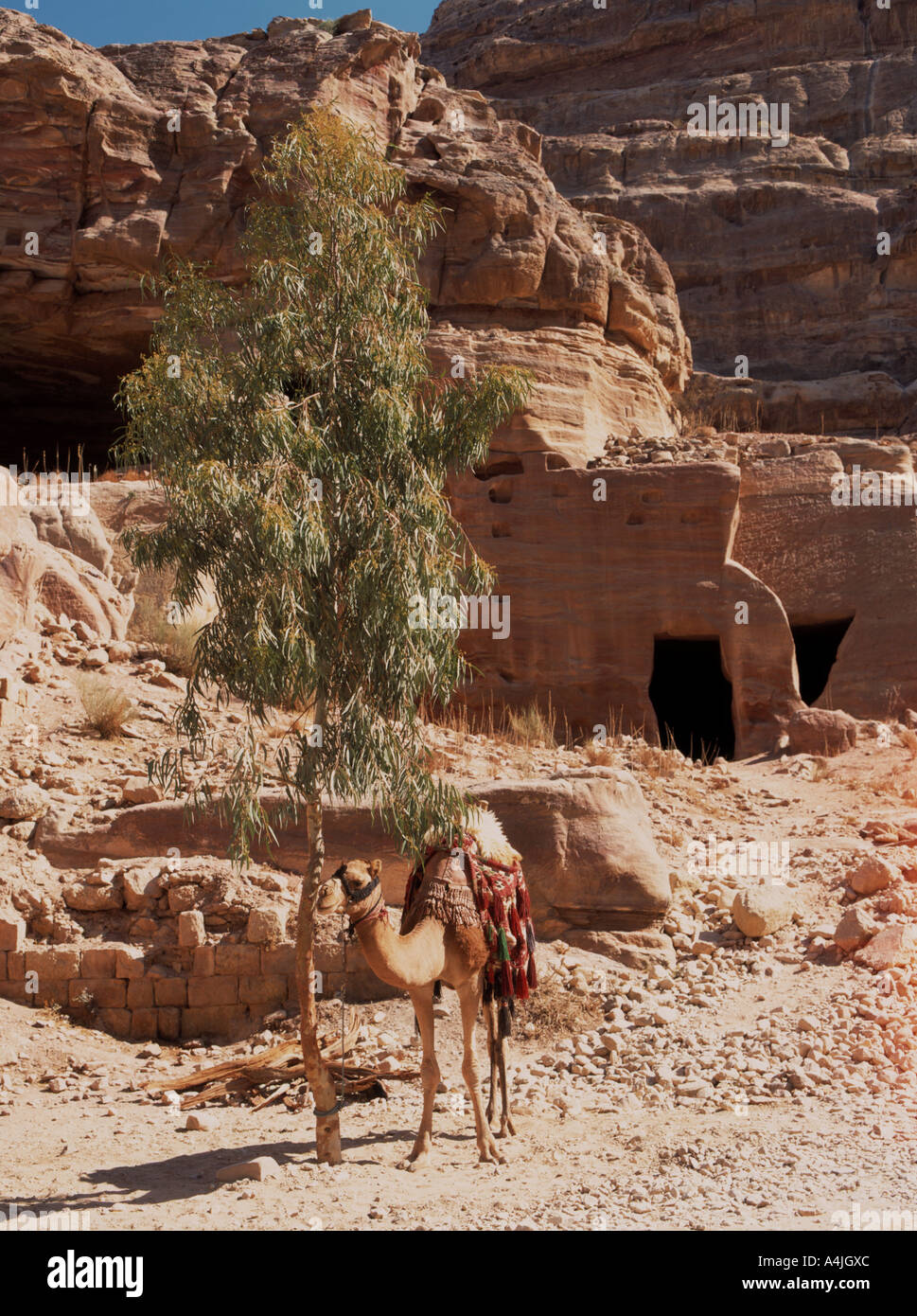 Petra camel carvings hi-res stock photography and images - Alamy