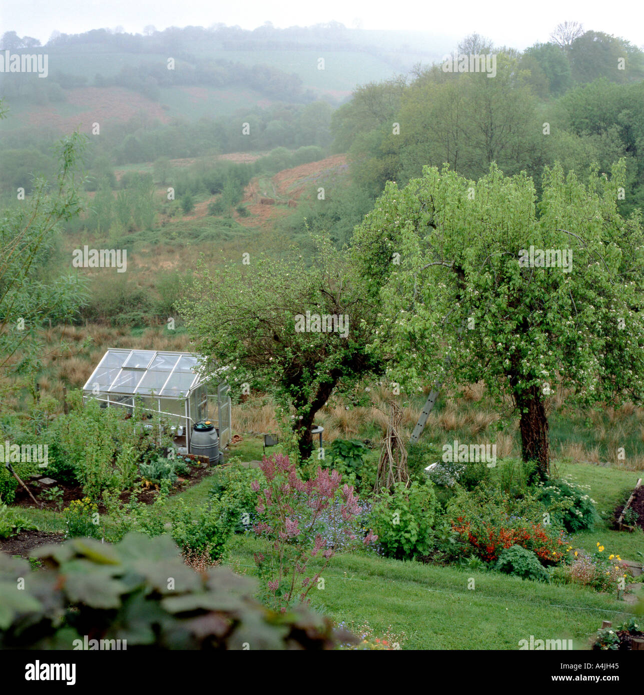 An organic vegetable garden in rural Carmarthenshire Wales UK Stock Photo