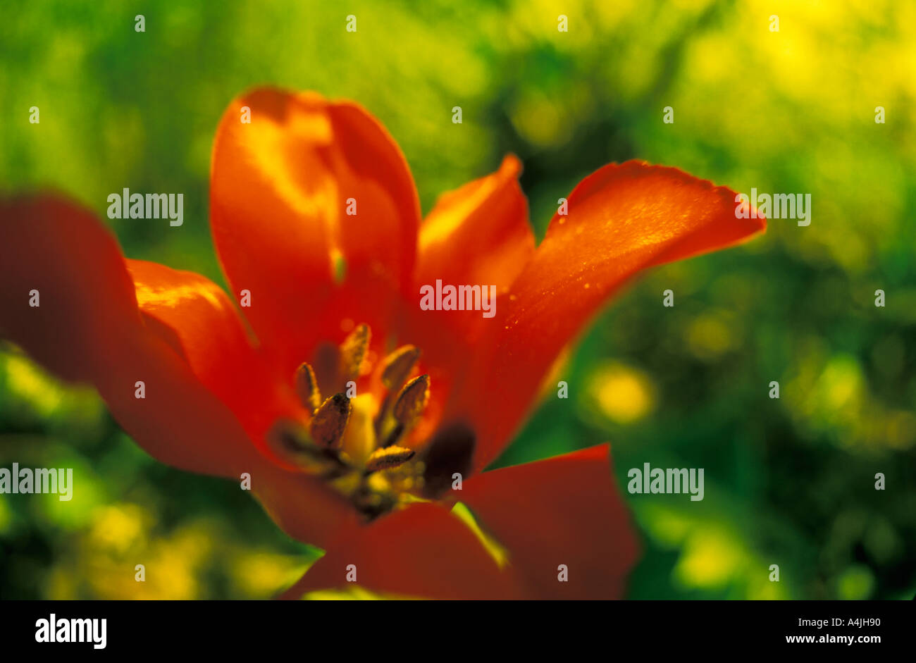 Tulip  in a garden Stock Photo