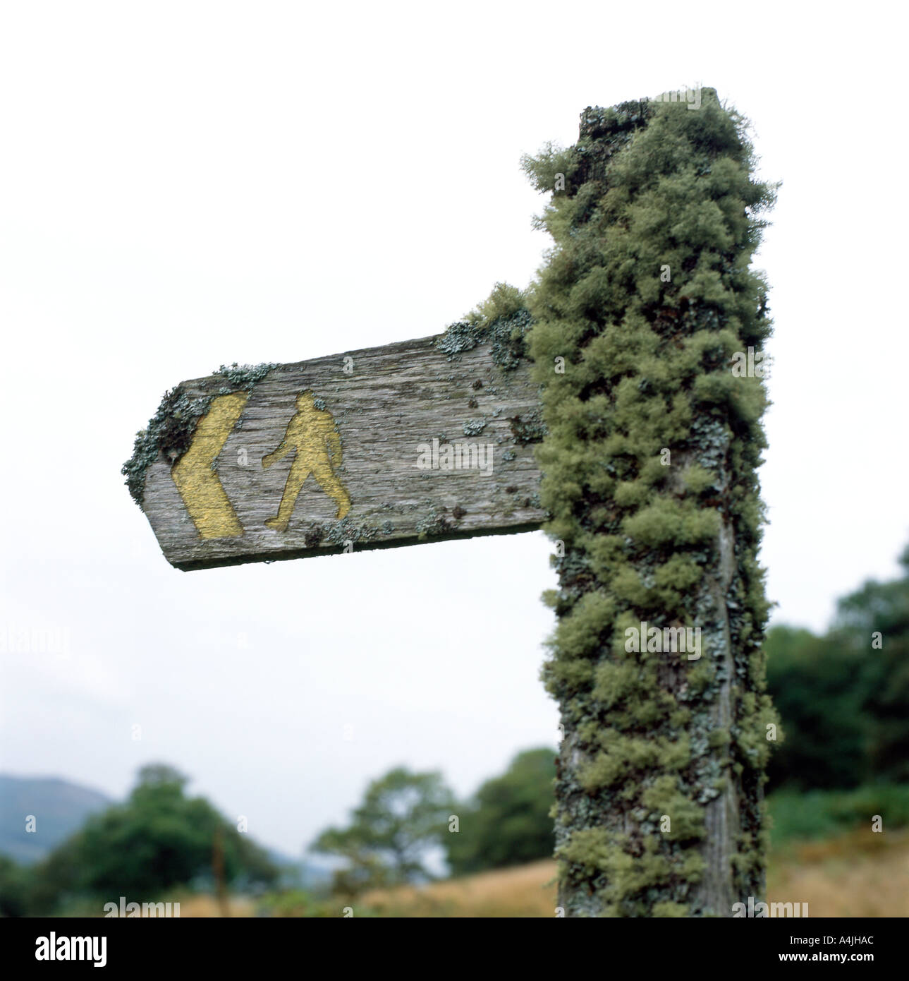 Lichen and moss on signpost Powys Wales UK Stock Photo