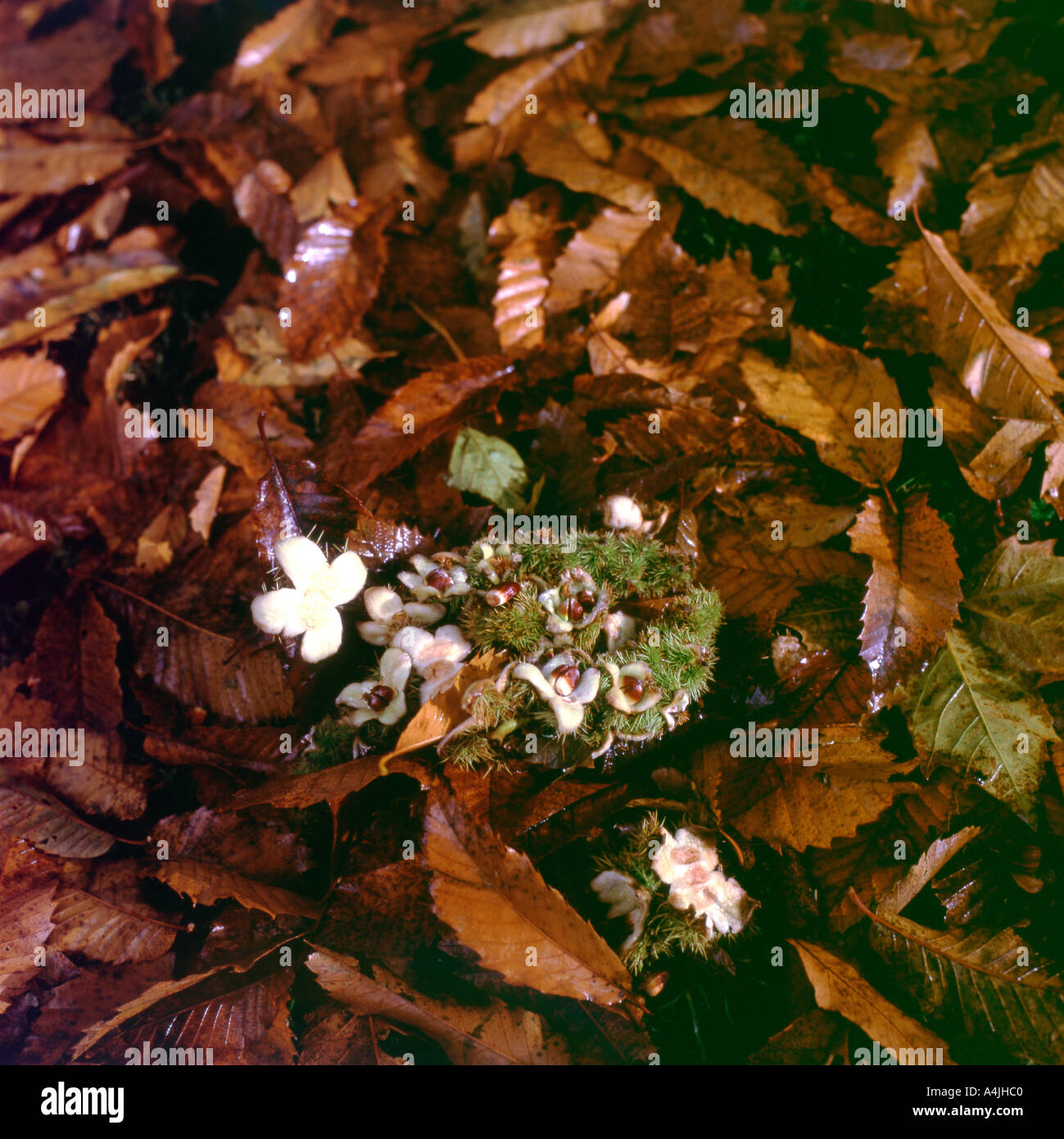 Beech nuts and autumn leaves in Wales UK Stock Photo