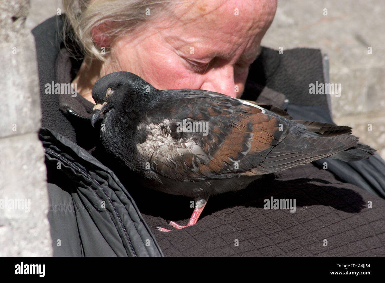 Pigeon homeless Homeless Bird