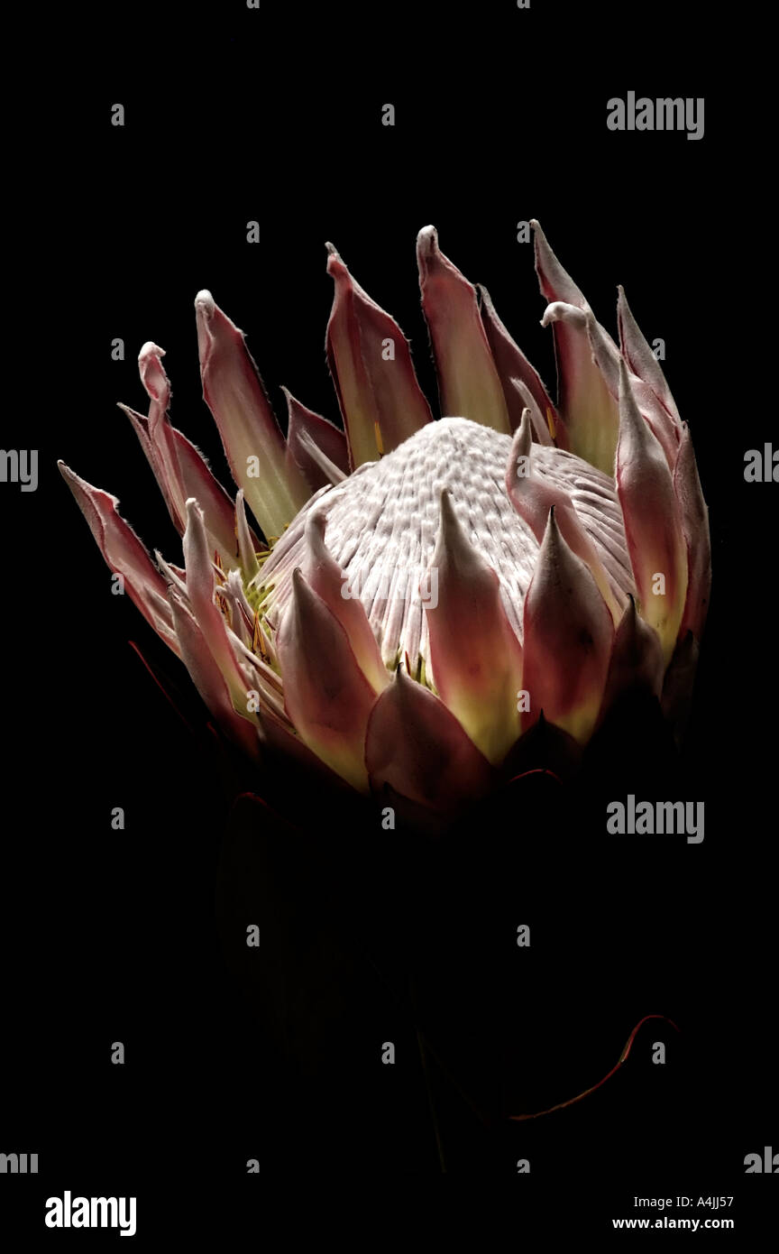 Queen Protea flower Tropical close up detail on black background Stock Photo Alamy