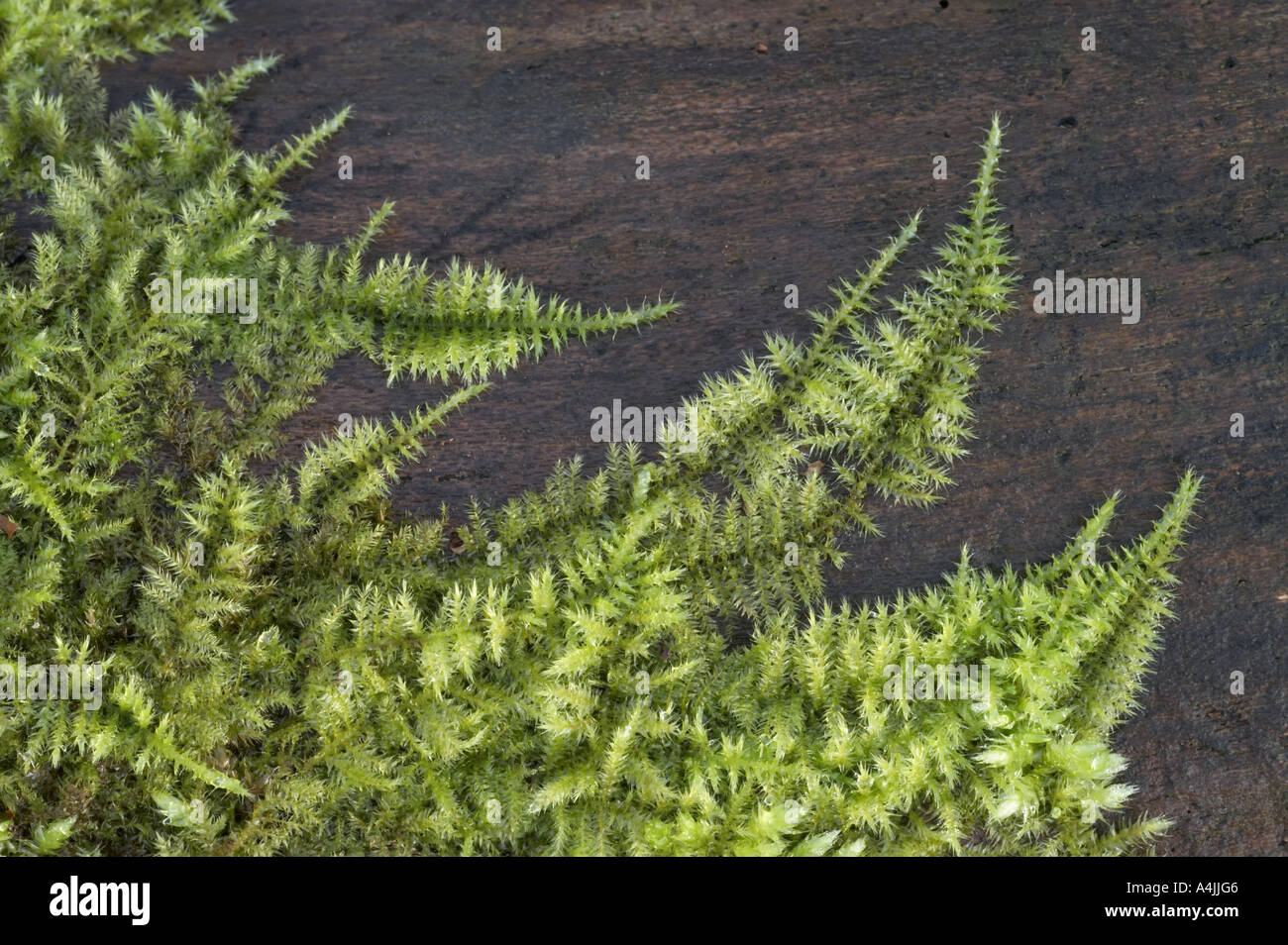 Moss - Brachythecium rutabulum Stock Photo