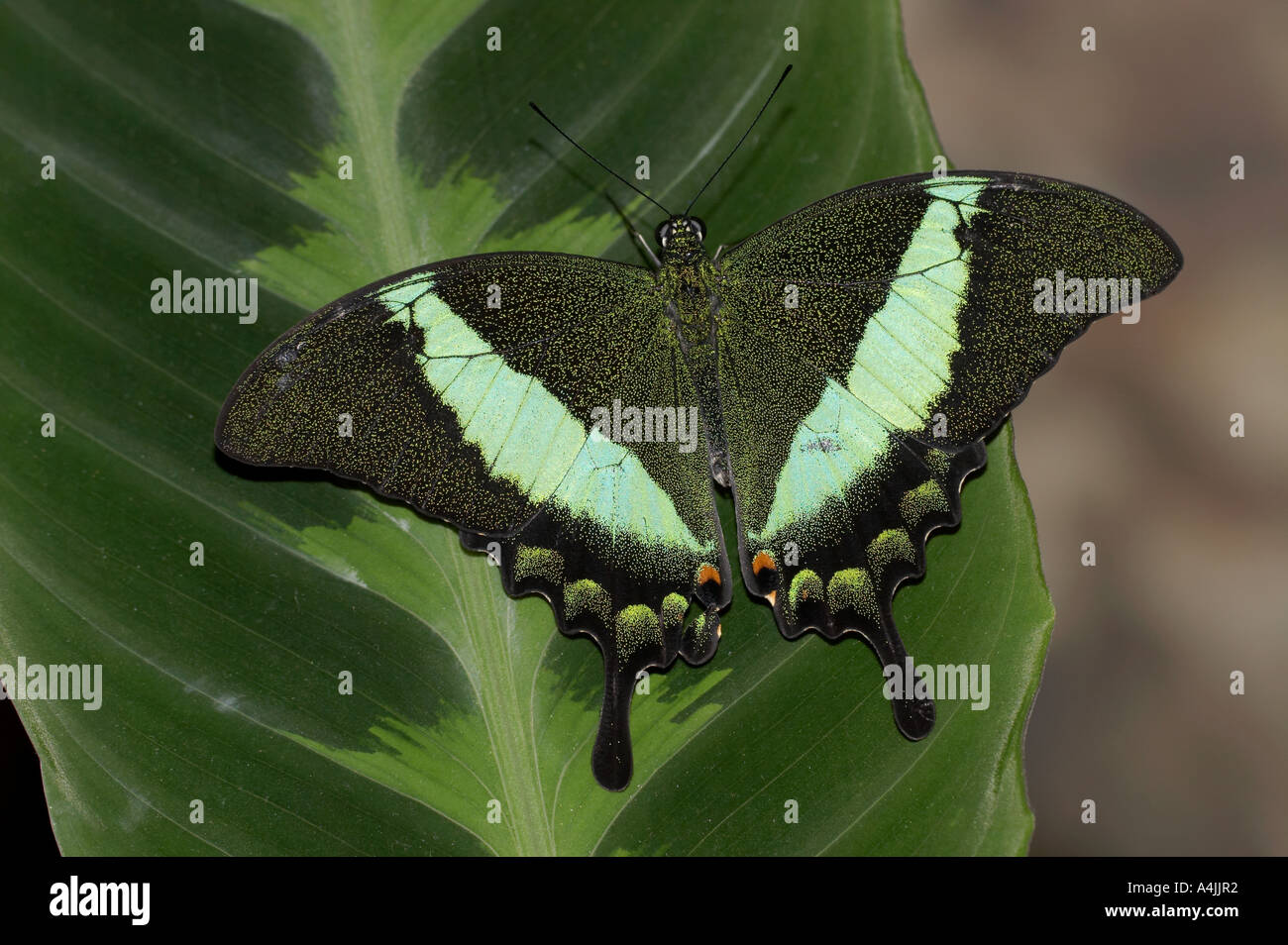 Emerald Swallowtail Butterfly - Papilio palinurus Stock Photo