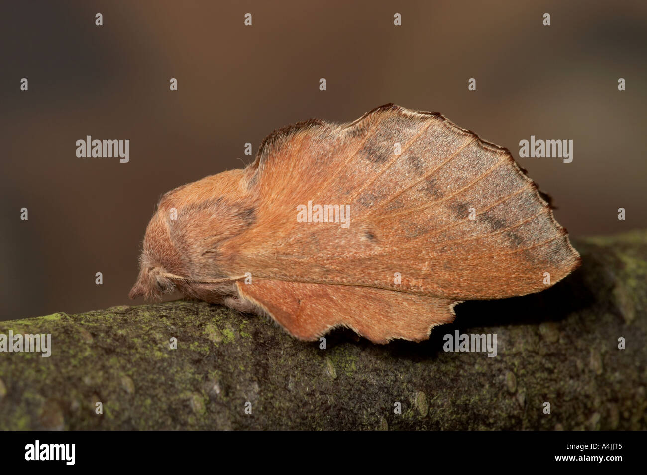Lappet moth species - Phyllodesma tremulifolia , female Stock Photo