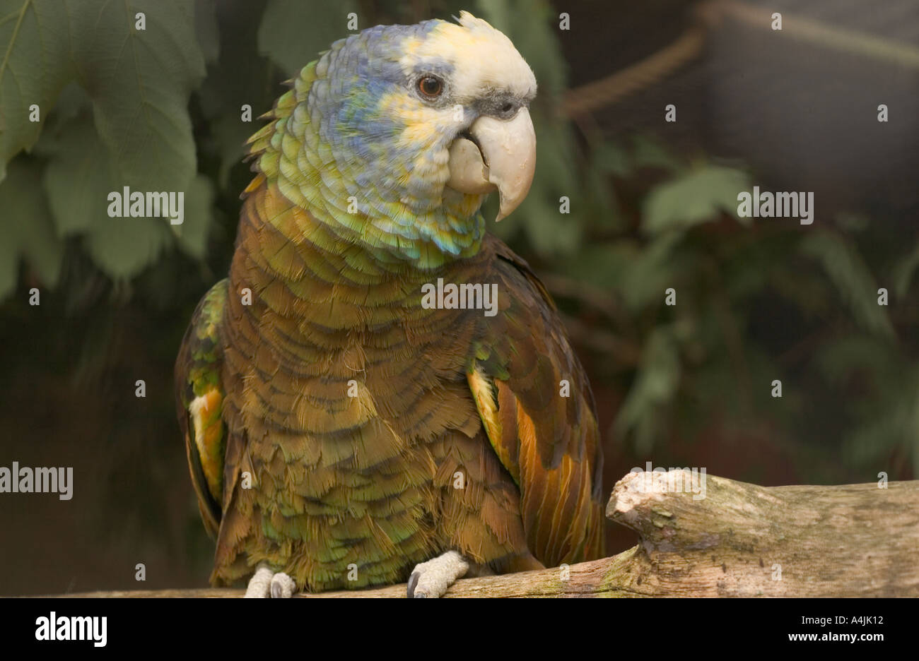 St Vincent Amazon Parrot (Amazona guildingii) juvenile, vulnerable, resting on the branch, aviculture, UK, Europe Stock Photo