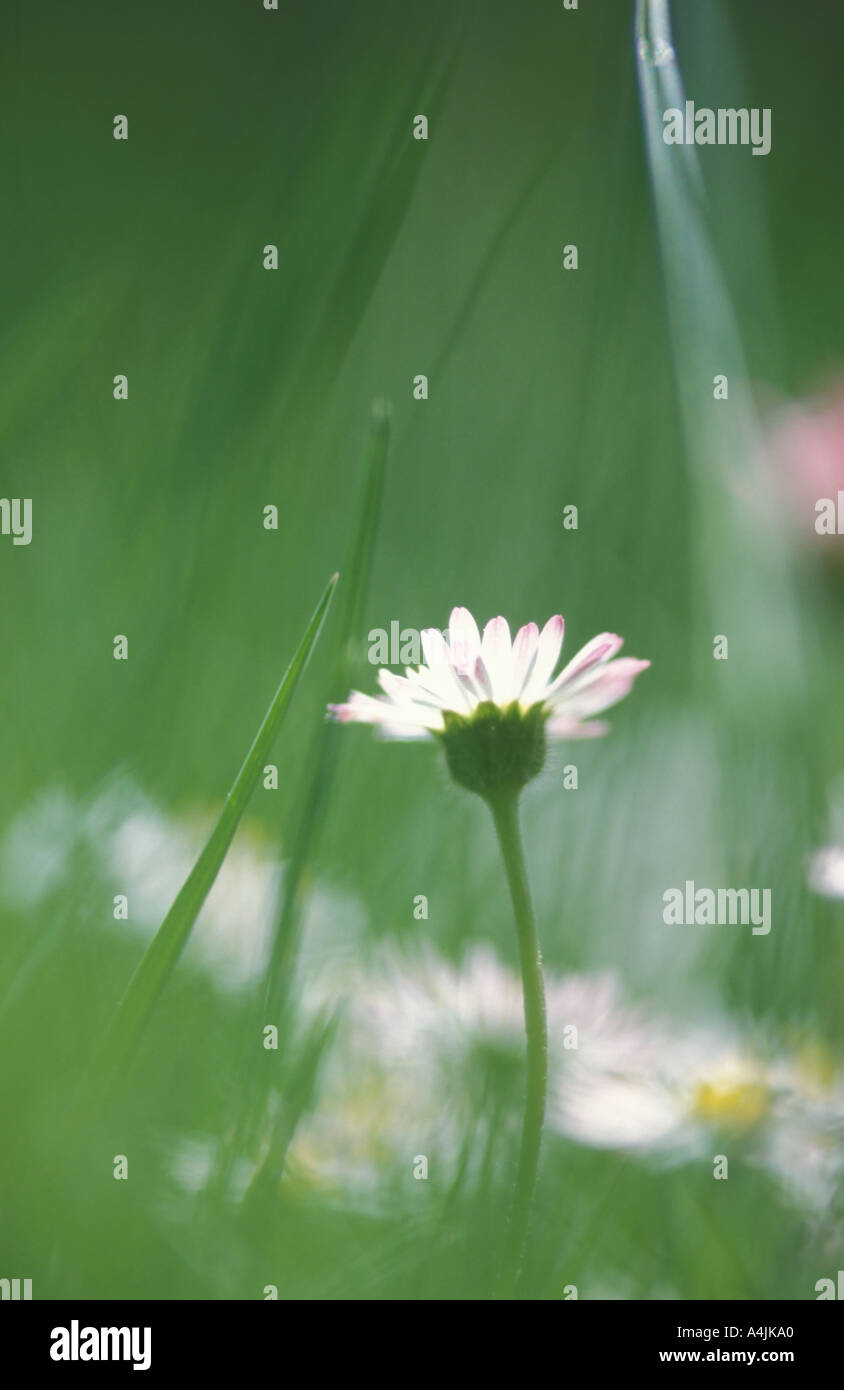 Daisy Bellis perennis on a lawn Bavaria Germany Europe Stock Photo
