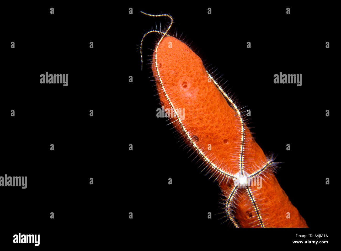UI-54 BRITTLE STAR AND SPONGE Stock Photo