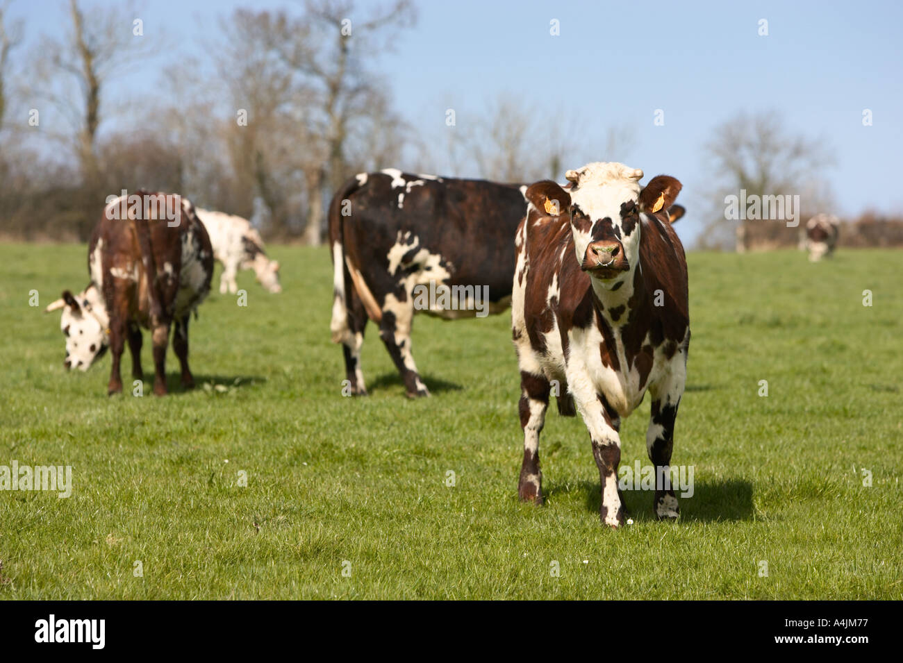 Herd of brown dairy cattle Stock Photo - Alamy