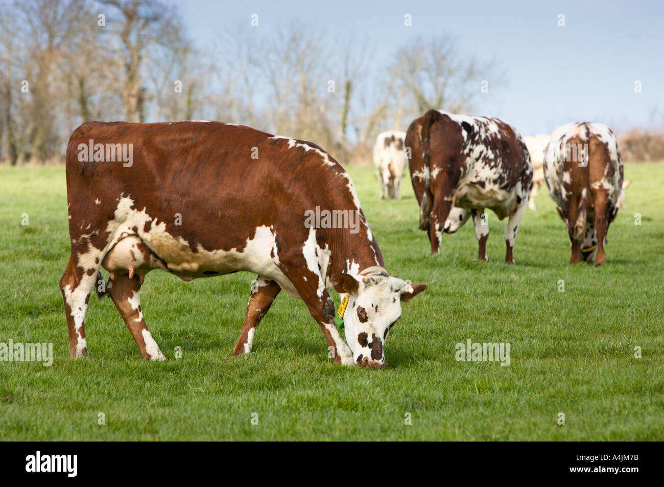 Normande cows grazing in a field Normandy France Europe Stock Photo