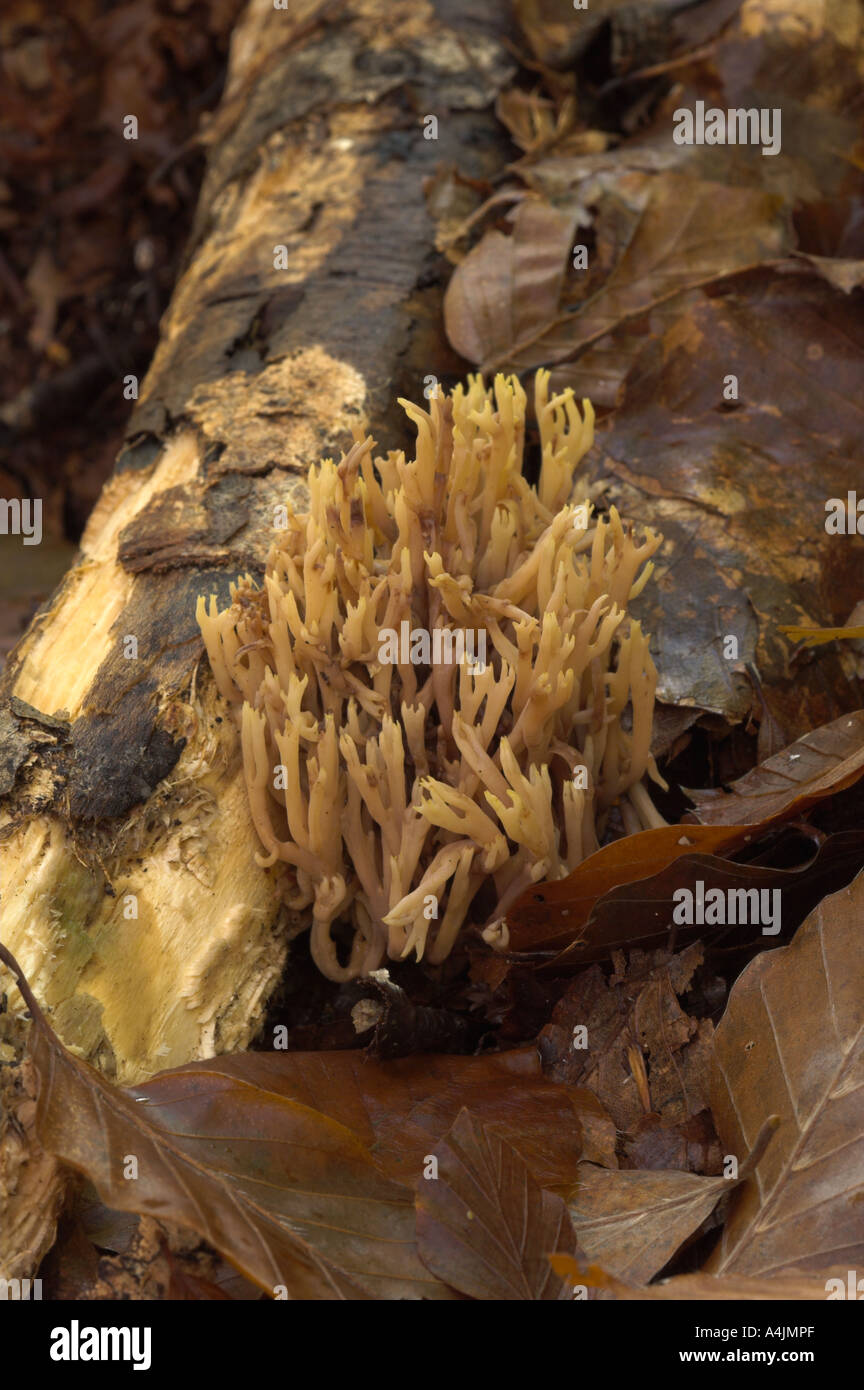 Coral fungus Ramaria sp Montseny nature reserve Spain Stock Photo