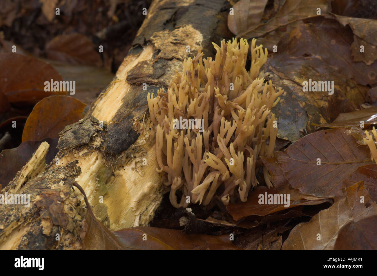 Coral fungus Ramaria sp Montseny nature reserve Spain Stock Photo