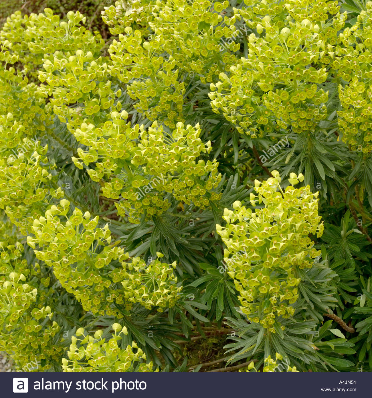 Euphorbia x martinii Stock Photo