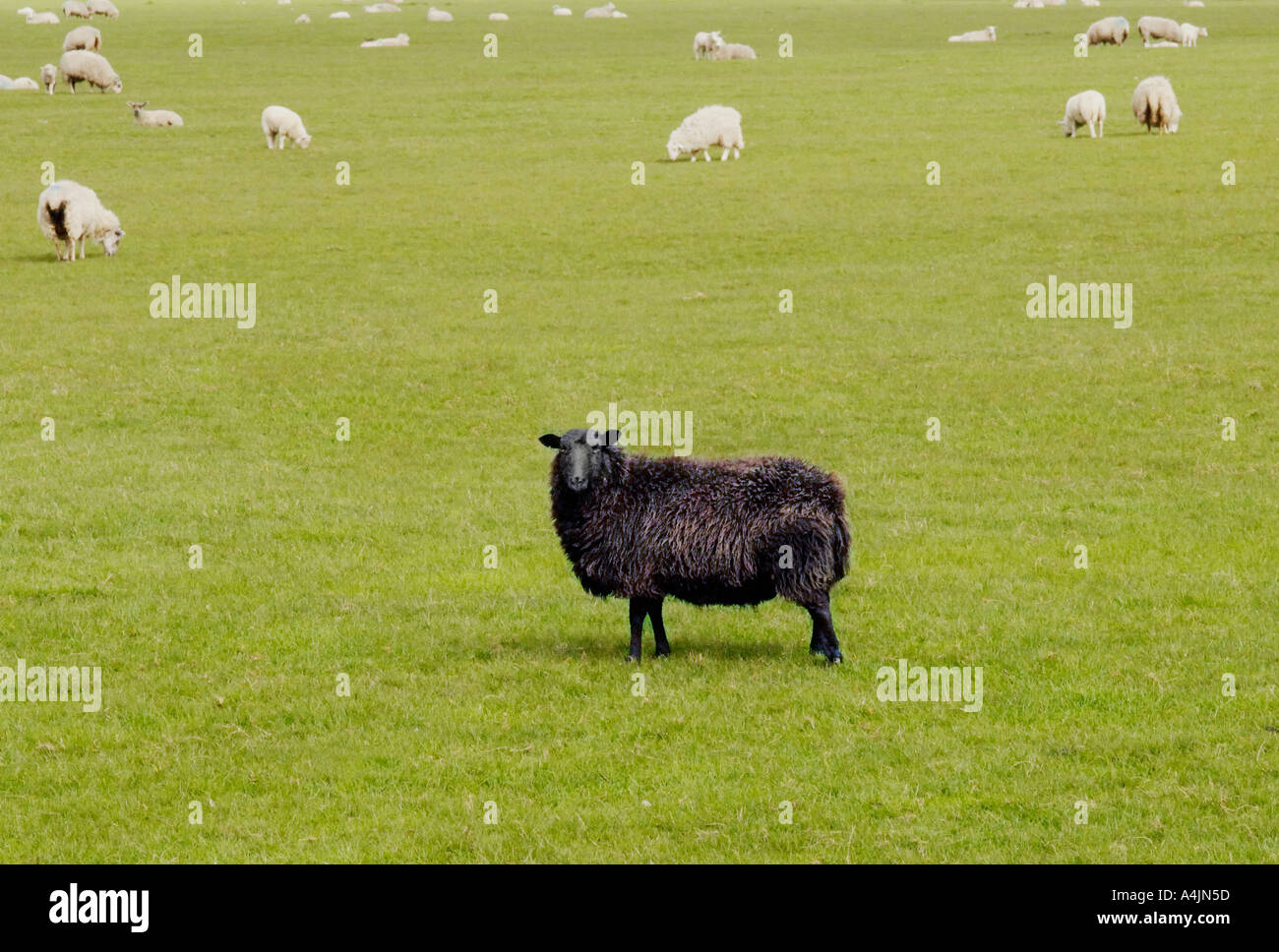 The Outsider The Black Sheep of the Family Stock Photo