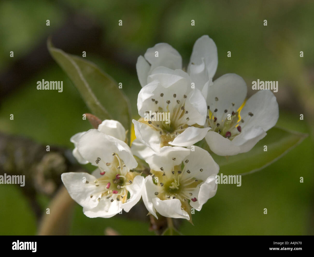 Cluster of Pear blossoms Stock Photo