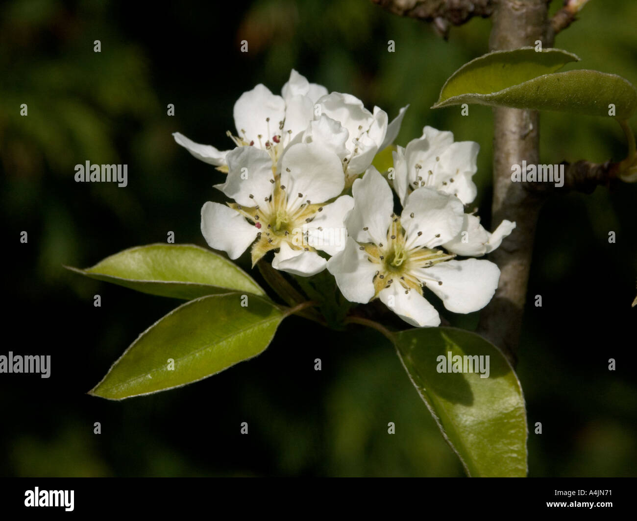 Group of Pear blossoms Stock Photo