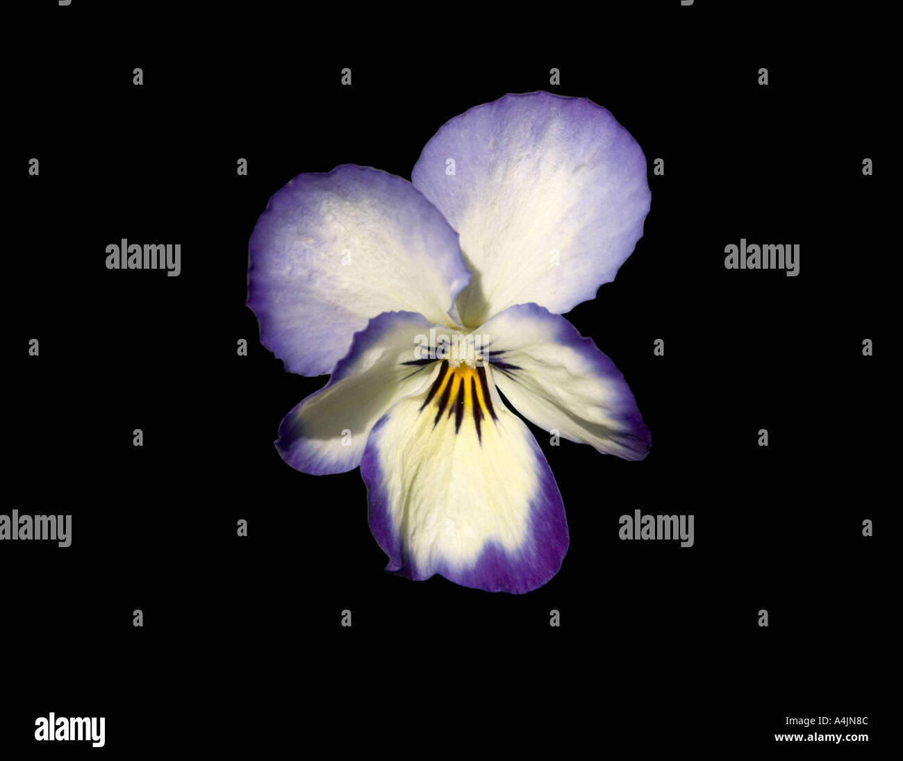 Single purple and white pansy flower against a black background Stock Photo
