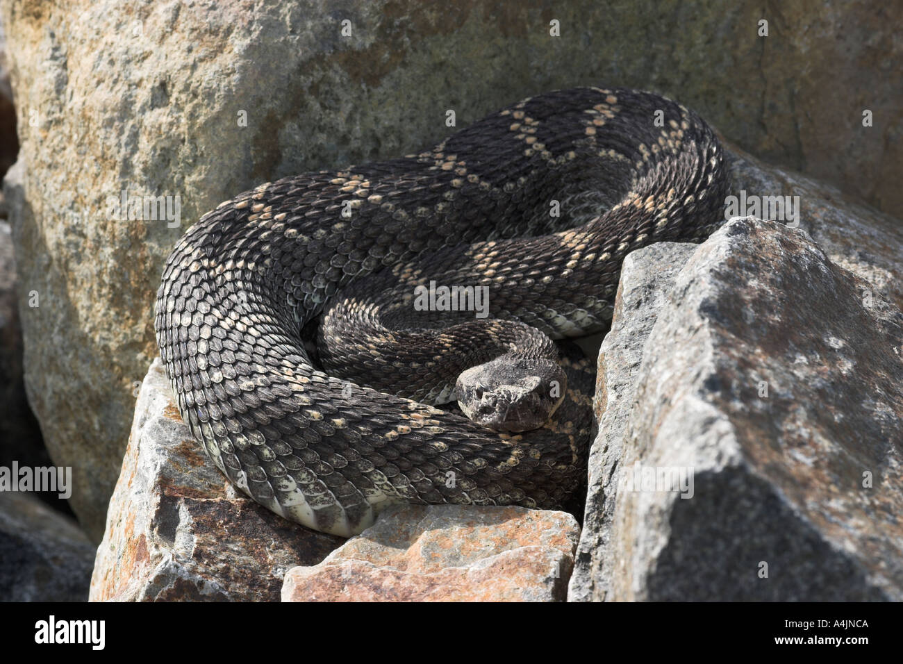 Diamondback rattler hi-res stock photography and images - Alamy