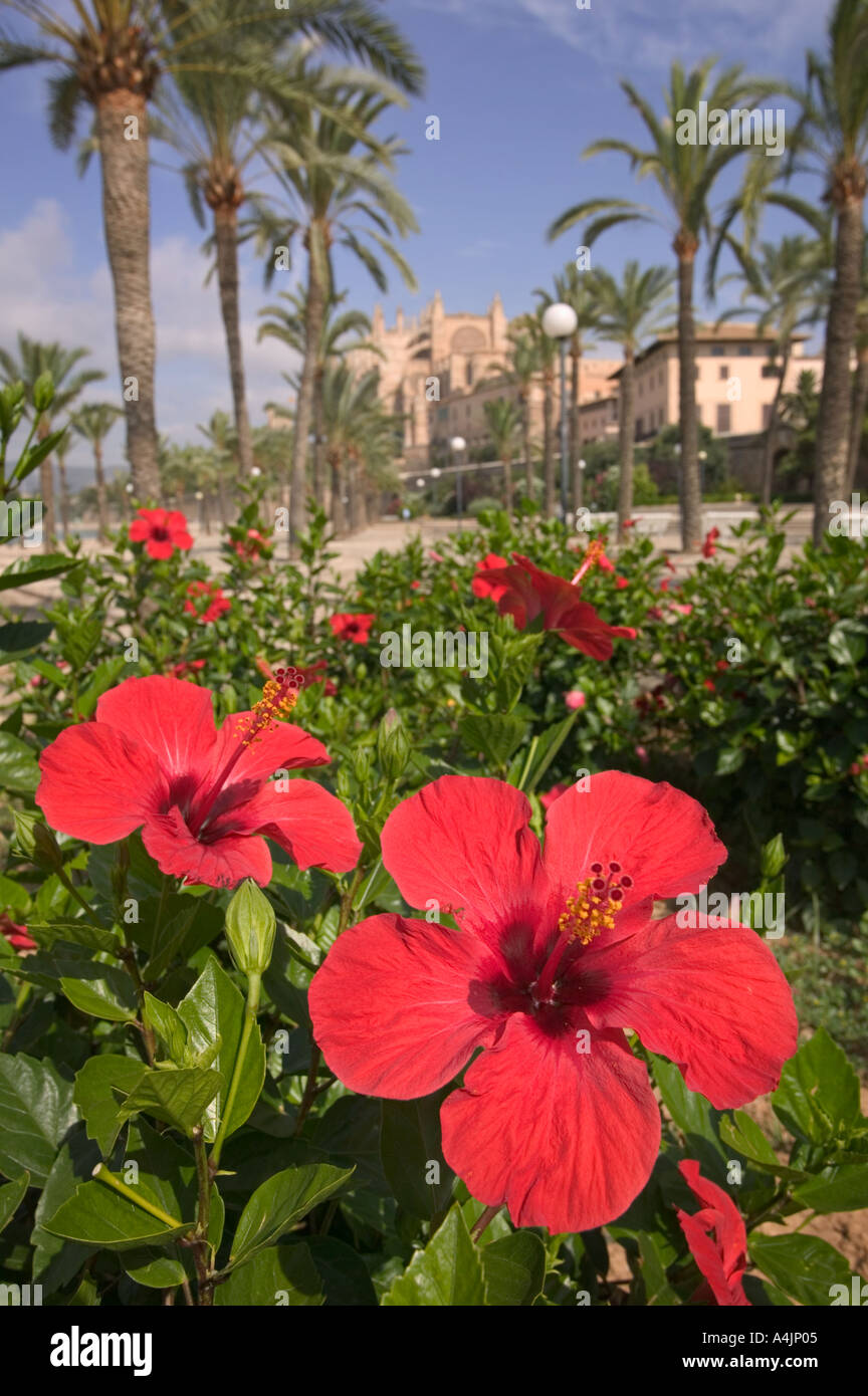 Hibiscus plants with the Catedral behind in Palma de Mallorca, Spain. Stock Photo