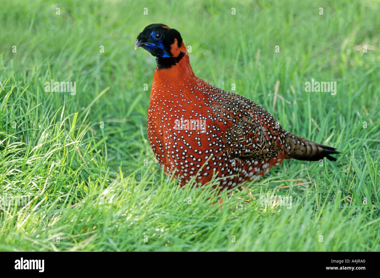 Satyr tragopan (Tragopan satyra) crimson horned pheasant Stock Photo