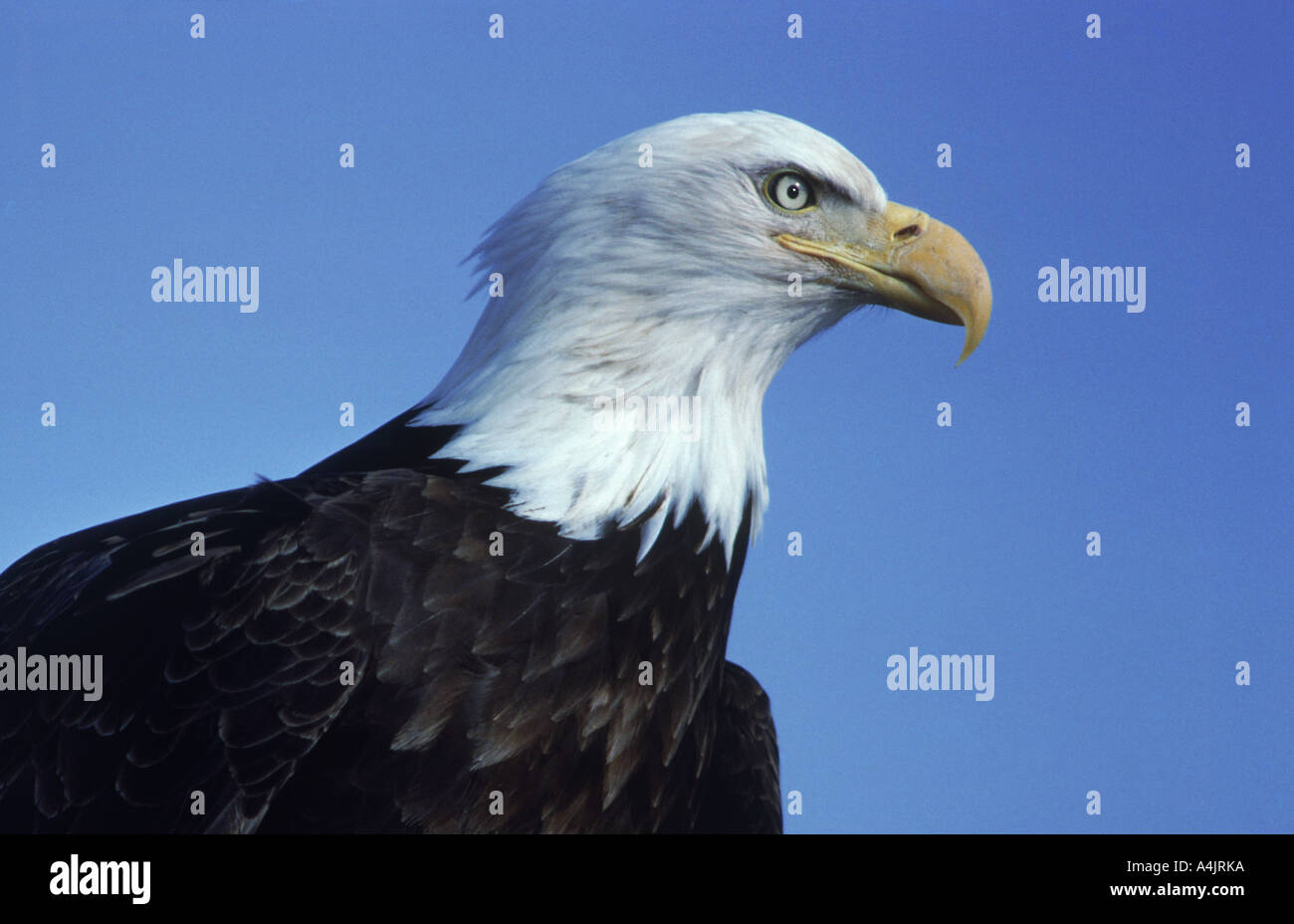 Bald eagle in Alaska Haliaeetus leucocephalus Stock Photo