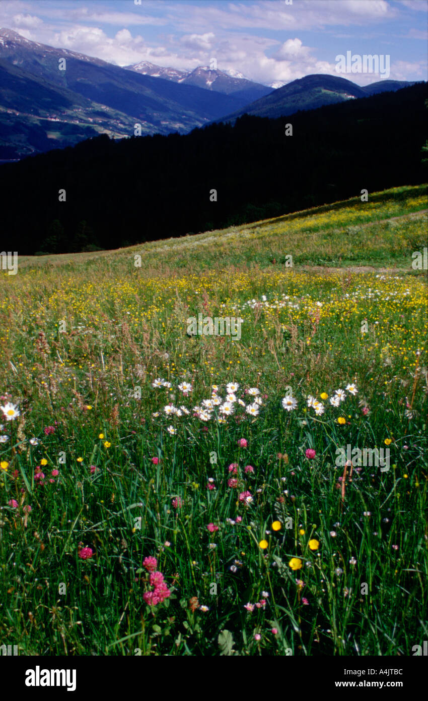 alpine meadow in summer Mutters near Innsbruck Austria europe Stock Photo