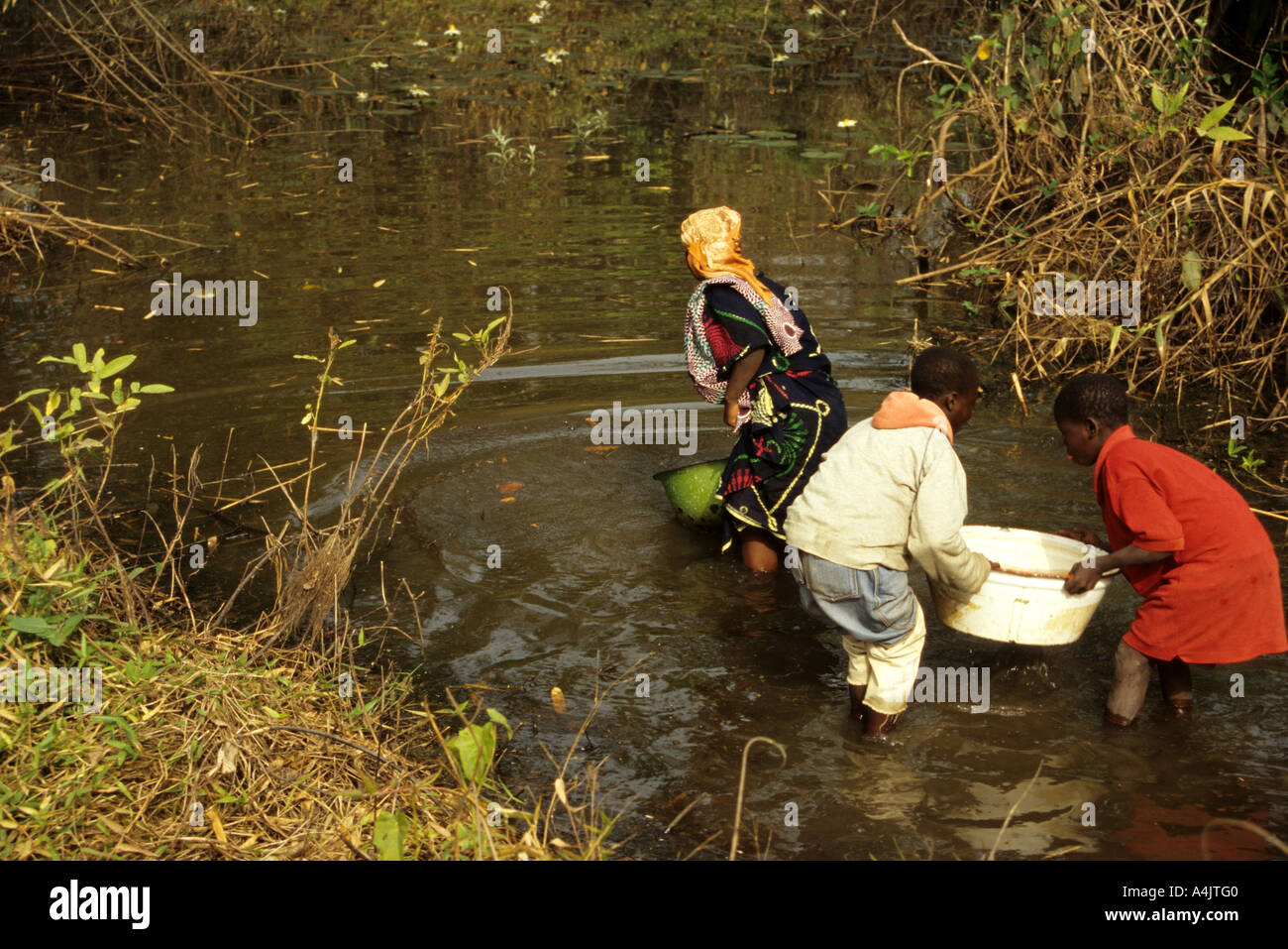 Water Source, Children Getting Water from Pond, Ivory Coast, Cote d'Ivoire. Stock Photo