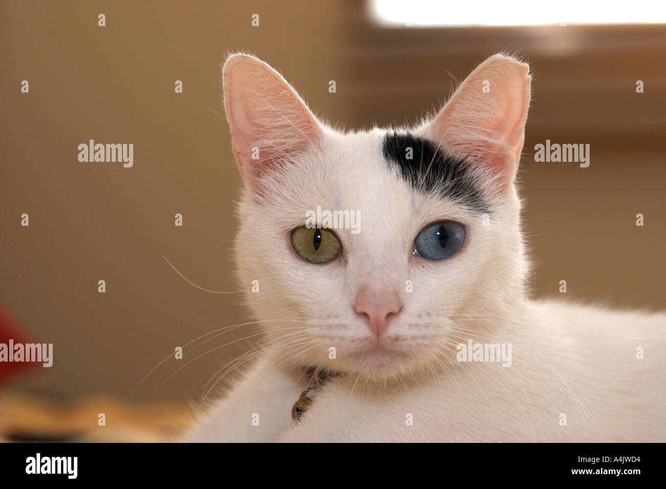 A rarity two different eye colors Stock Photo Alamy