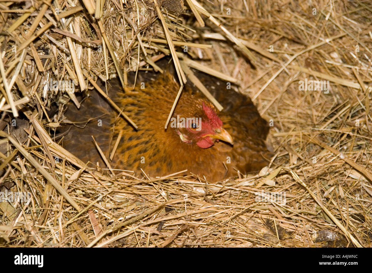 Chicken sitting on eggs Stock Photo Alamy