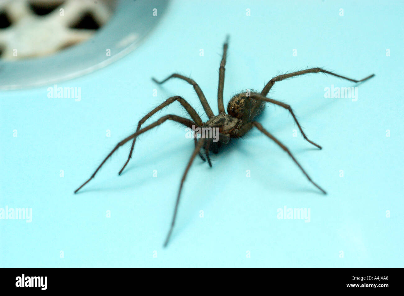 Spider in the sink Stock Photo Alamy