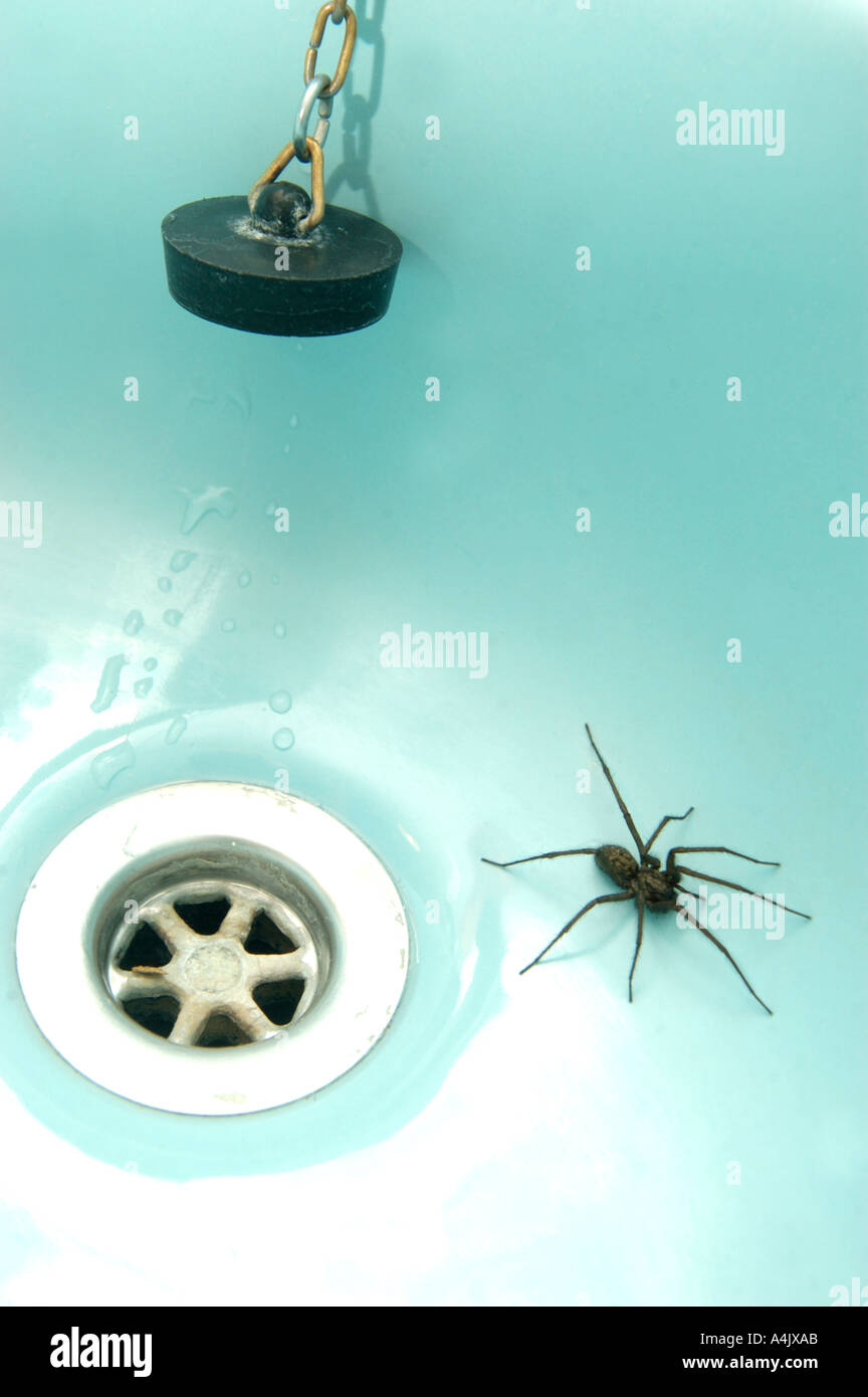 Spider in the sink Stock Photo Alamy