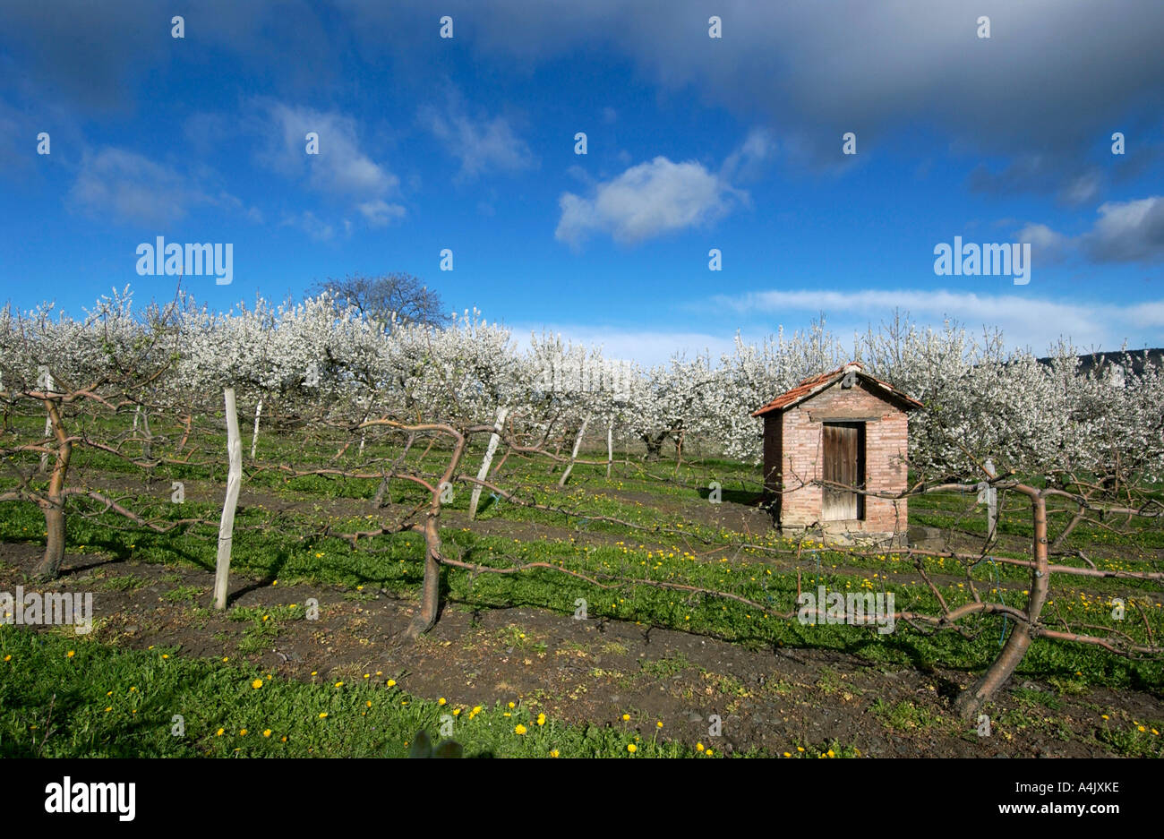 Apple blossom tree in Springtime. Limagne plain. Puy de Dome.  Auvergne. France Stock Photo