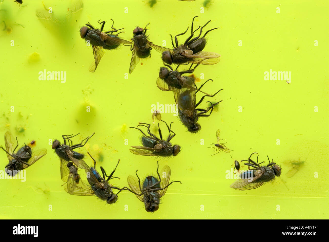 Insect Pests Caught On Sticky Fly Trap Stock Photo