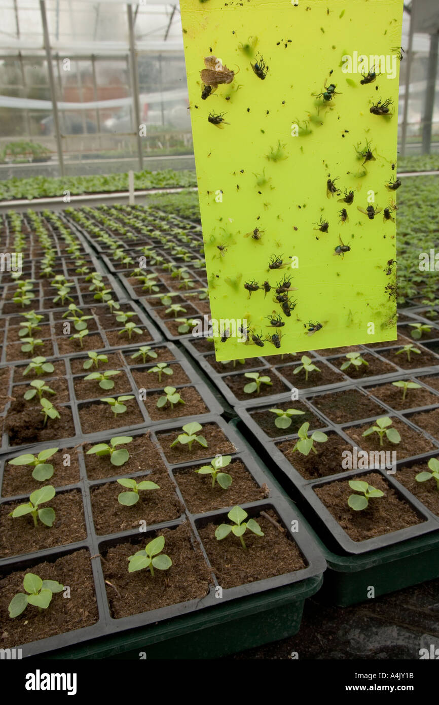 Insected Pests Caught In Commercial Glasshouse Stock Photo