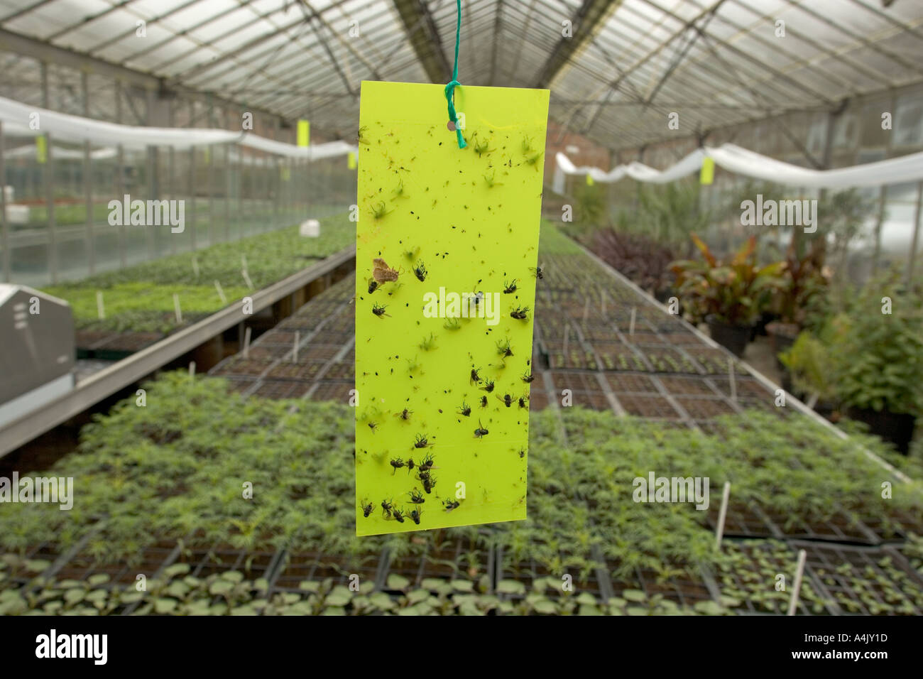 Insect Pests Caught in Greenhouse Stock Photo Alamy