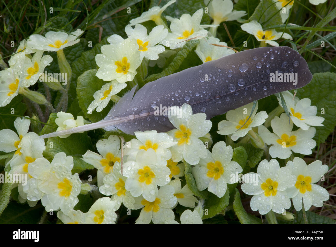 Primroses Woodpigeons Feather after Rain Shower Stock Photo