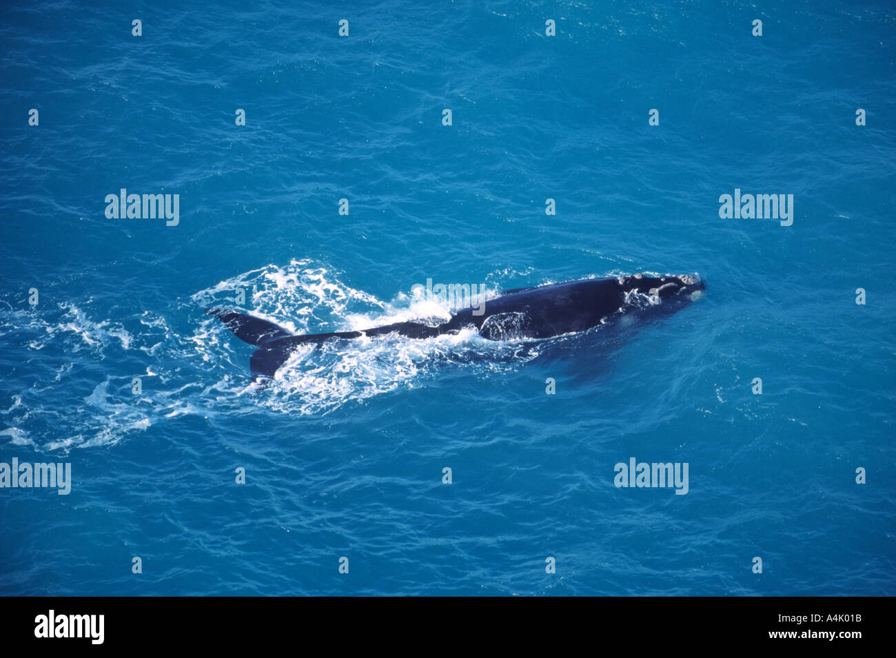 Aerial view southern right whale hi-res stock photography and images ...