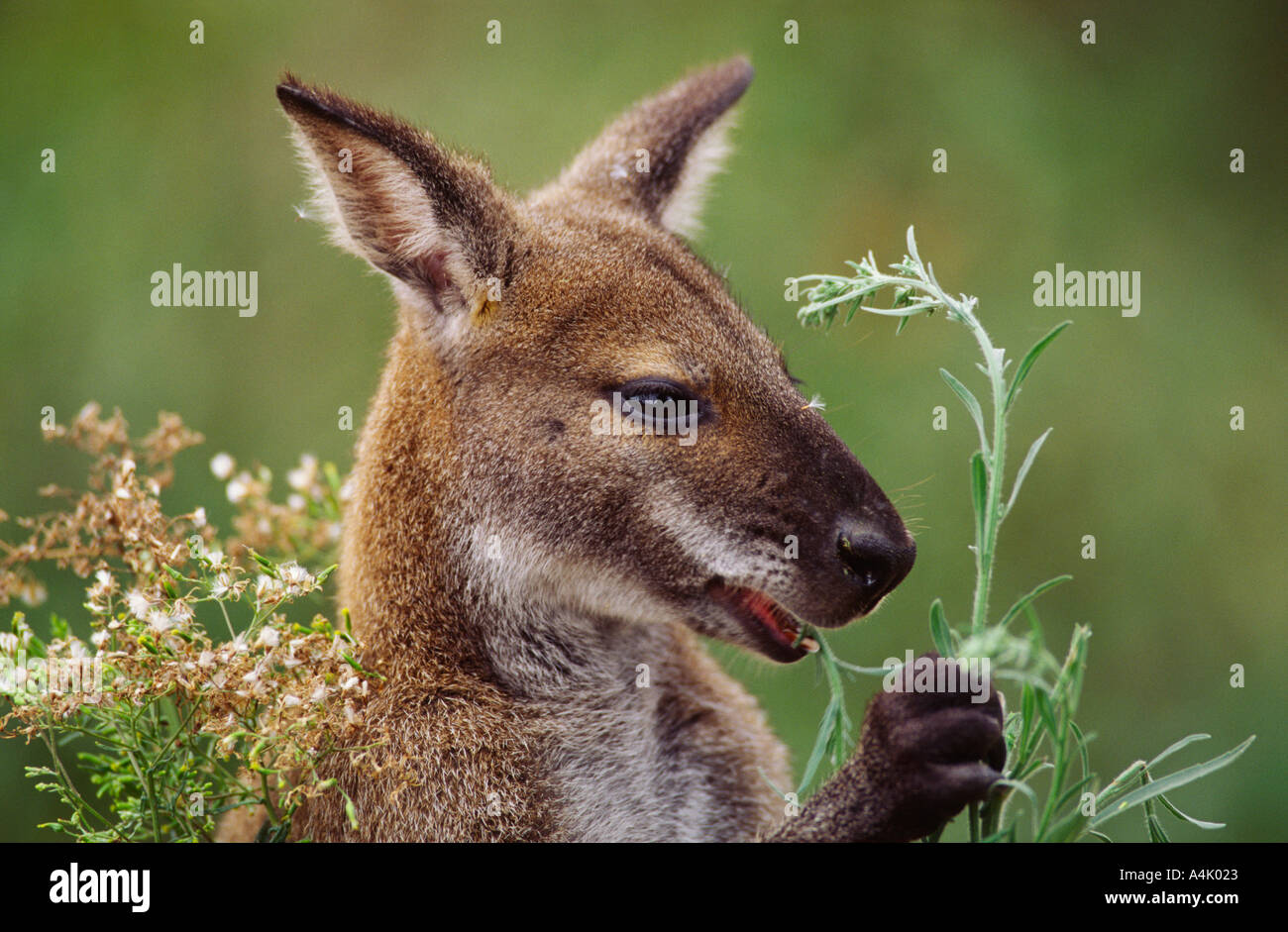 Red necked wallaby male Macropus rufogriseus holding flower in hand, Victora Australia Stock Photo