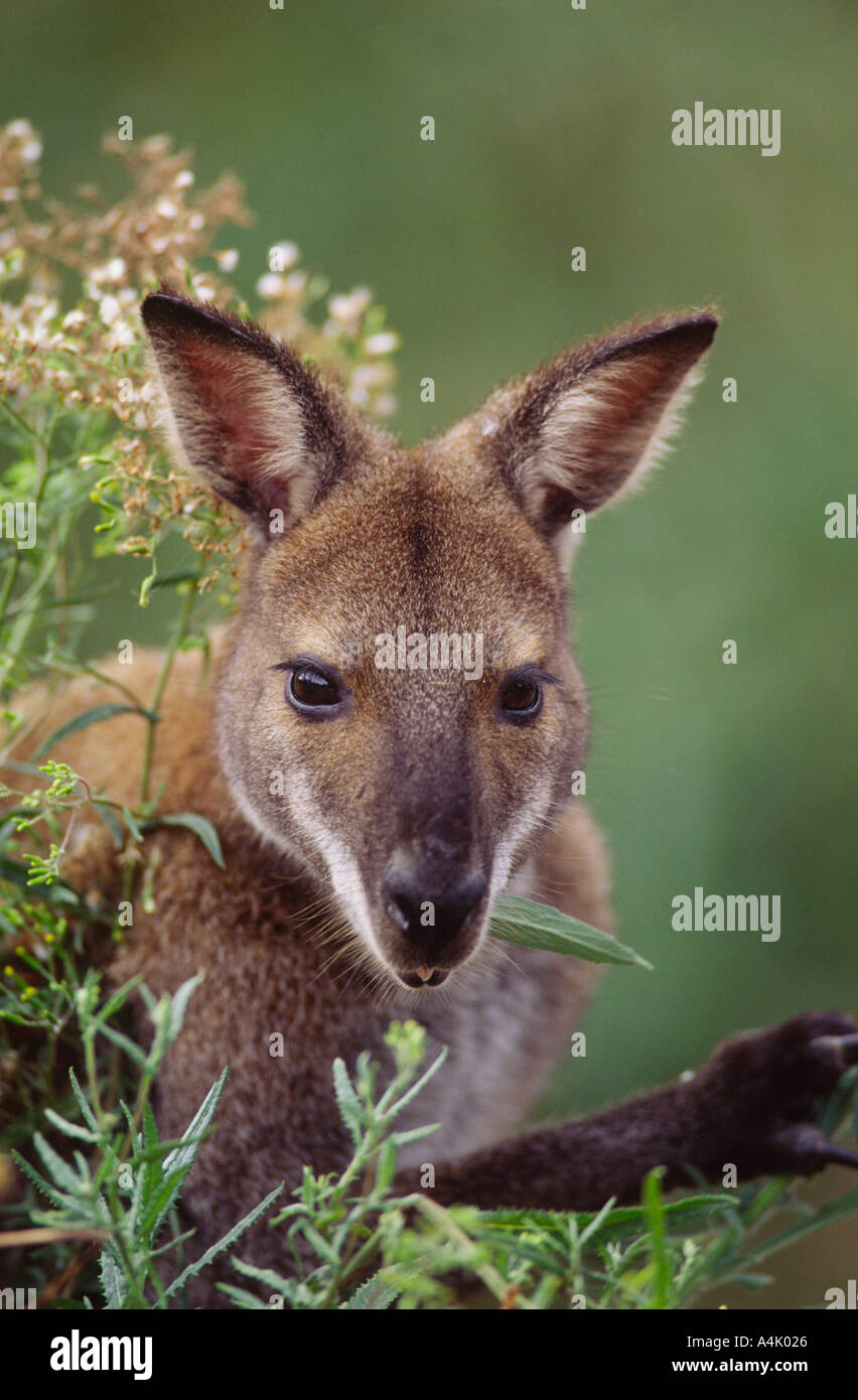 Red-necked wallaby Macropus rufogriseus male eating flowers Victora Australia Stock Photo