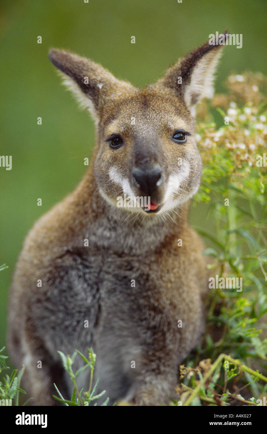 Red necked wallaby Macropus rufogriseus male sittting in flowering shrub Victora Australia Stock Photo