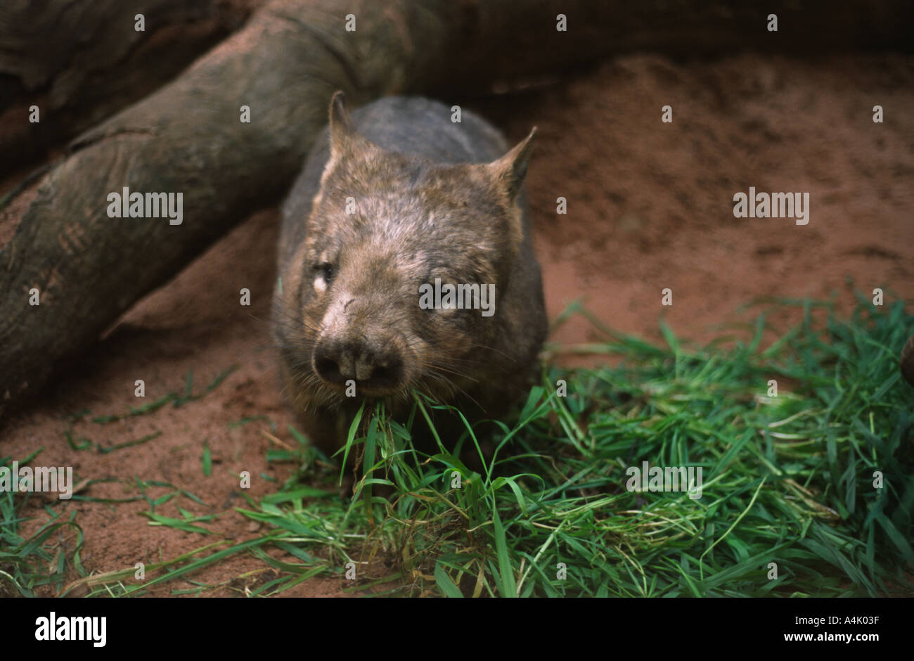 Southern hairy nosed wombat Lasiorhinus latifrons Stock Photo