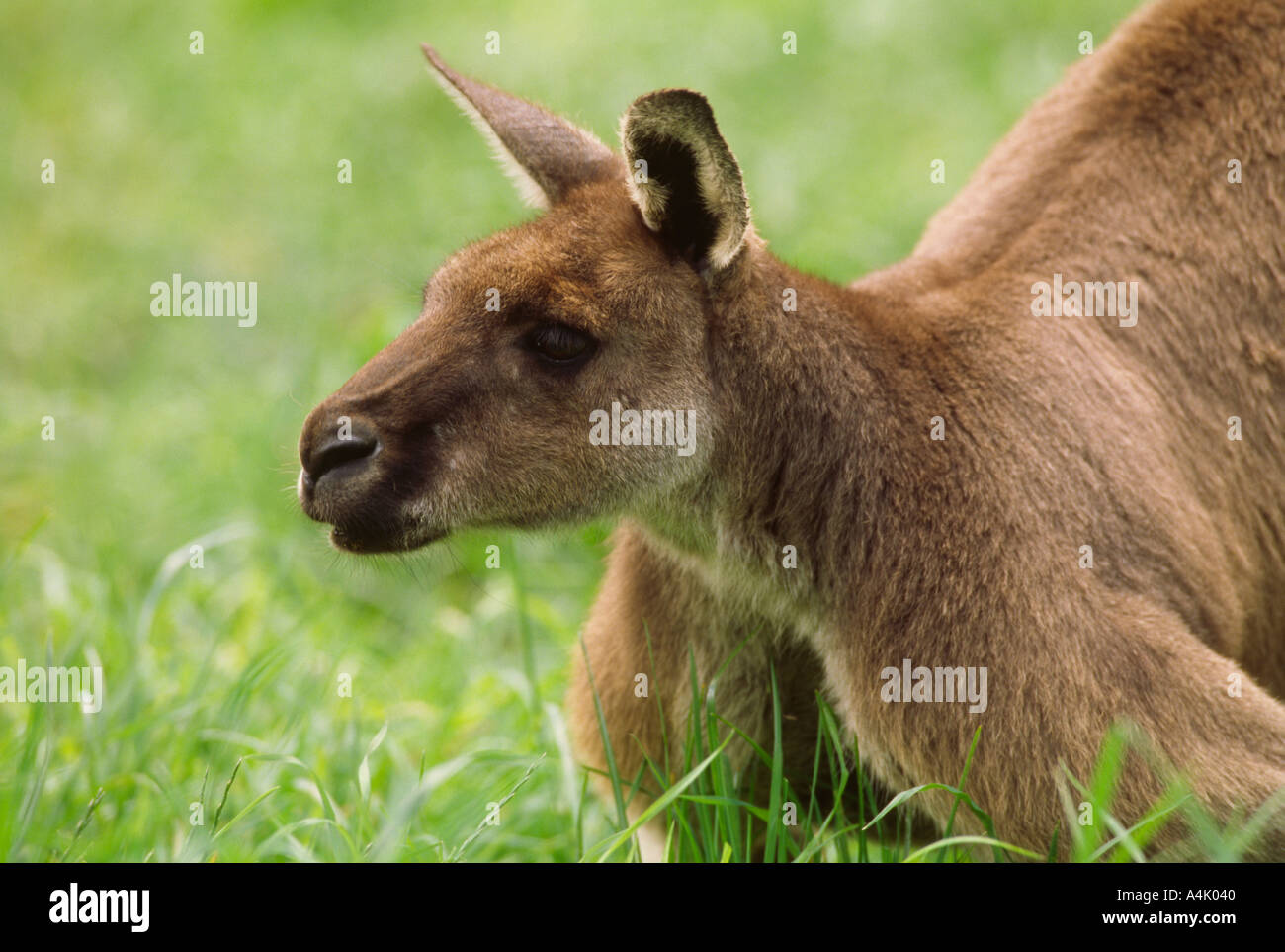 Western grey kangaroo in green grass Macropus giganteus adult male Stock Photo