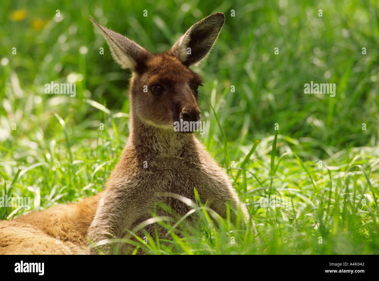 Western grey kangaroo in green grass Macropus giganteus young Stock Photo