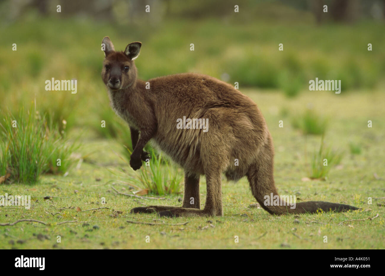 Kangaroo Island kangaroo western grey Macropus giganteus Flinders Chase National Park South Australia Stock Photo