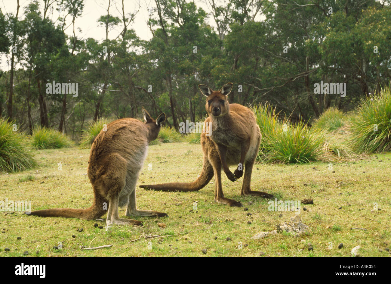 Kangaroo Island kangaroos western grey Macropus giganteus male and female Flinders Chase National Park South Australia Stock Photo