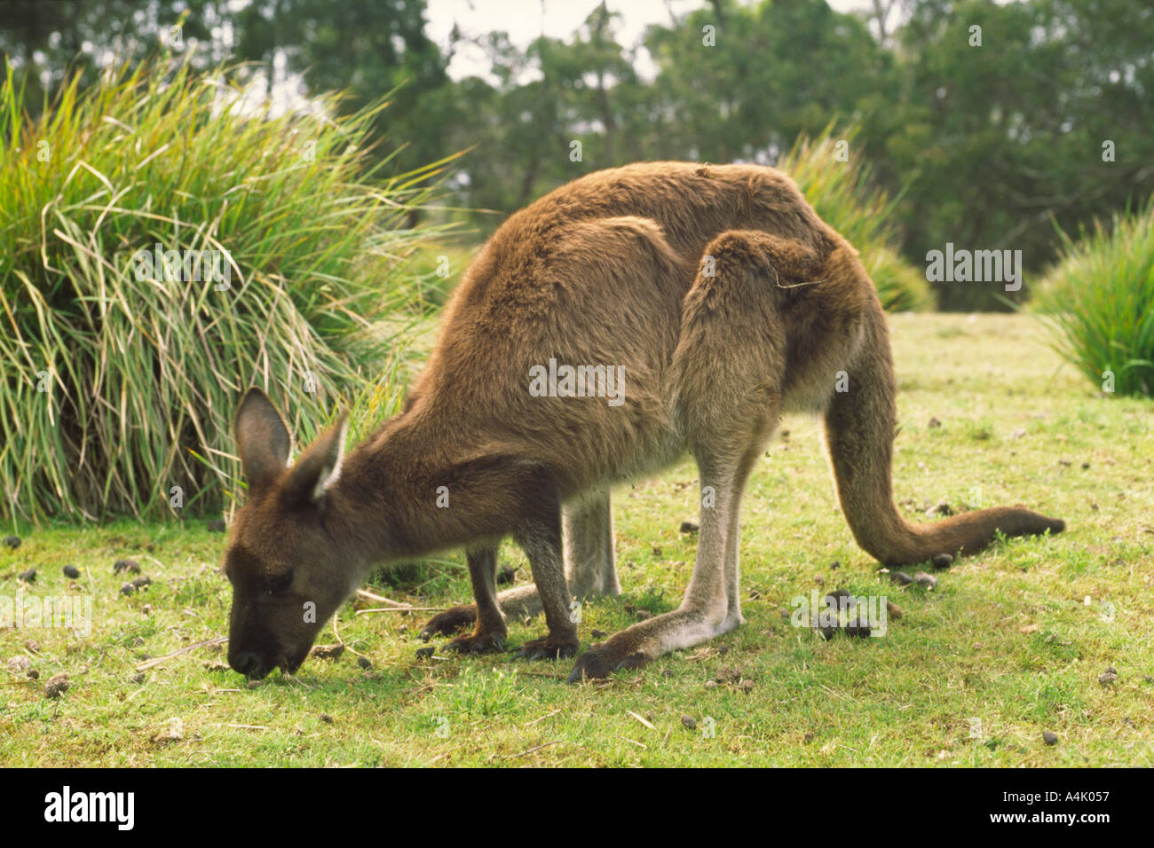 Kangaroo Island kangaroo western grey Macropus giganteus female Flinders Chase National Park South Australia Stock Photo